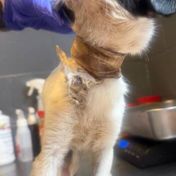 TUSC-Stray-85194 -  Terrier and Chihuahua Dog for Adoption in Tuscaloosa, Alabama - TUSC-Stray-85194 | PetCurious