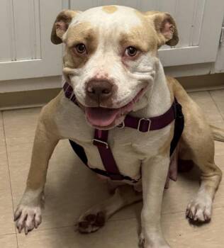 Delilah -  Pit Bull Terrier Dog for Adoption in West Hollywood, California - Delilah | PetCurious