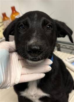 Luca - LONGTIME RESIDENT -  Shepherd Dog for Adoption in Thousand Oaks, California - Luca - LONGTIME RESIDENT | PetCurious
