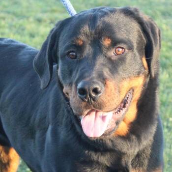 Rottweiler Dogs Available for Adoption - Titus | PetCurious