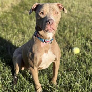 TAZZ -  Pit Bull Terrier Dog for Adoption in Easton, Maryland - TAZZ | PetCurious