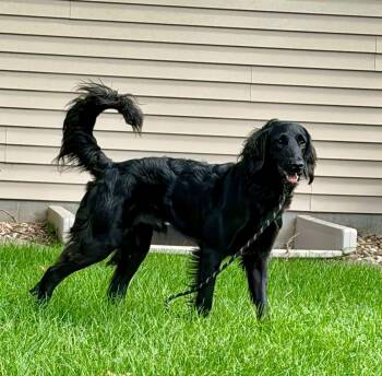 Fez -  Golden Retriever and Poodle Dog for Adoption in Tracy, Minnesota - Fez | PetCurious