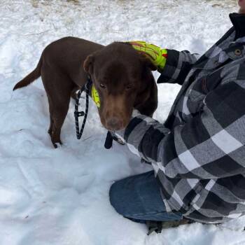 Rescue Chocolate Labrador Retriever Dogs for Adoption in Baldwin, Wisconsin - Buddy | PetCurious