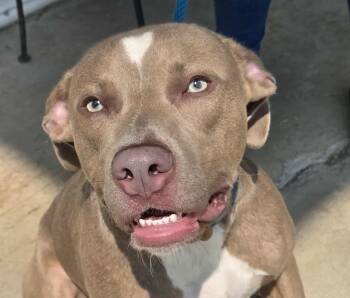 Rescue Pit Bull Terrier and Mixed Breed Dogs for Adoption in Anniston, Alabama - Henry Gale | PetCurious