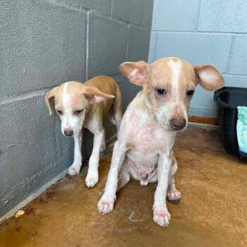 Scallywag Sam C613 -  Chihuahua and Terrier Dog for Adoption in Allen, Texas - Scallywag Sam C613 | PetCurious