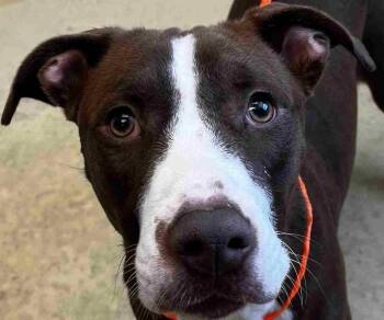 Pit Bull Terrier Dogs Available for Adoption - Magnolia | PetCurious