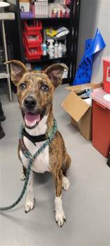 Rafael FKA Sprinkle -  Mixed Breed Dog for Adoption in West Chester, Pennsylvania - Rafael FKA Sprinkle | PetCurious