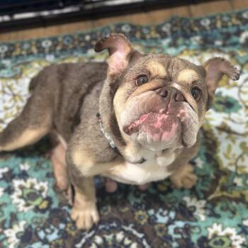 Winter -  English Bulldog Dog for Adoption in Turlock, California - Winter | PetCurious