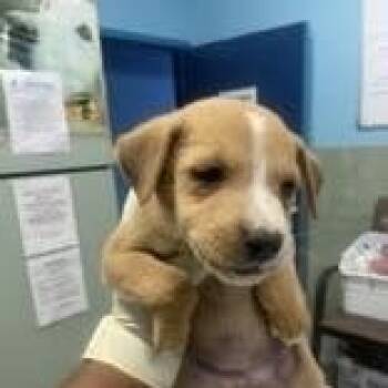 Mixed Breed Dogs Available for Adoption - Claire (20260219-13) | PetCurious