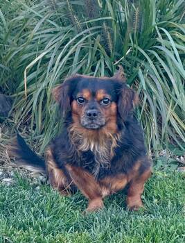 Rescue Cavalier King Charles Spaniel Dogs for Adoption in Chalfont, Pennsylvania - Chato | PetCurious