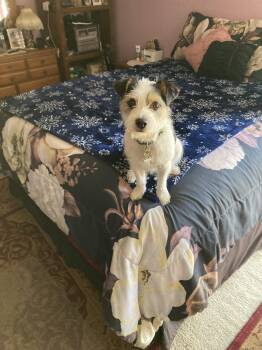 Jack Russell Terrier and Yorkshire Terrier Dogs Available for Adoption - Meeka | PetCurious