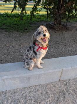 Backpack -  Australian Shepherd and Poodle Dog for Adoption in Salt Lake City, Utah - Backpack | PetCurious