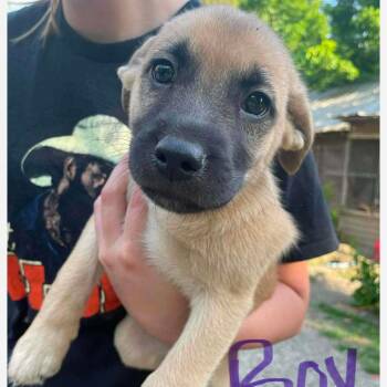 Mixed Breed Dogs Available for Adoption in Huntington, West Virginia - Jude Paw | PetCurious