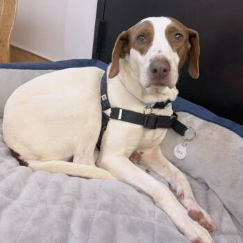 Tart 14166 -  German Shorthaired Pointer Dog for Adoption in San Francisco, California - Tart 14166 | PetCurious