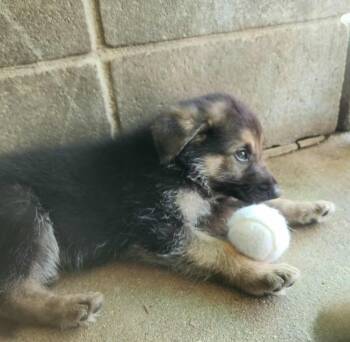 Rescue German Shepherd Dog Dogs for Adoption in Hampton, Virginia - Archer Blaze | PetCurious