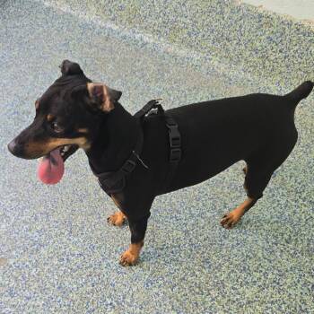 Hugo -  Mixed Breed Dog Available for Adoption - Hugo | PetCurious