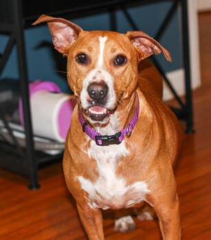 Rescue Yellow Labrador Retriever Dogs for Adoption in Enterprise, Alabama - LuLu | PetCurious
