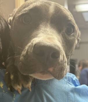 Rescue Mixed Breed Dogs for Adoption in Cincinnati, Ohio - Rooster | PetCurious