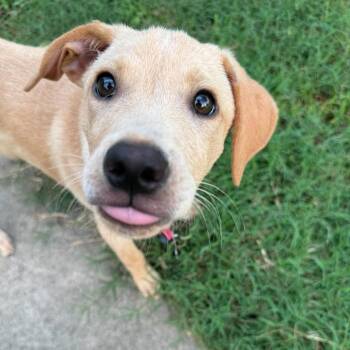 Peaches -  Labrador Retriever Dog for Adoption in Austin, Texas - Peaches | PetCurious