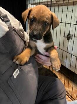 Rescue Shepherd Dogs for Adoption in Marion, North Carolina - Bailey (female)- Located In Charlotte | PetCurious