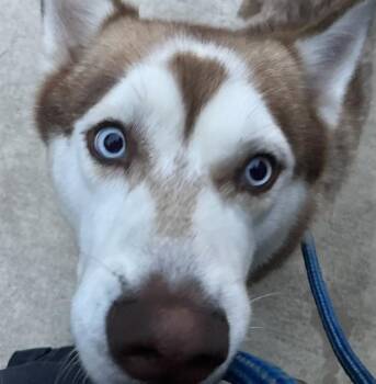 TACO -  Mixed Breed Dog for Adoption in Dallas, Texas - TACO | PetCurious