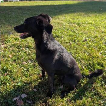 Autumn -  Whippet and Terrier Dog for Adoption in Fairfax, Virginia - Autumn | PetCurious