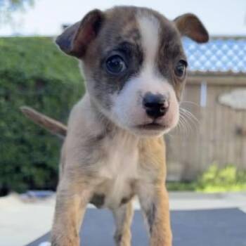 Chihuahua Dogs Available for Adoption - Teagan | PetCurious