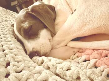 Mixed Breed and Terrier Dogs Available for Adoption - Geno | PetCurious