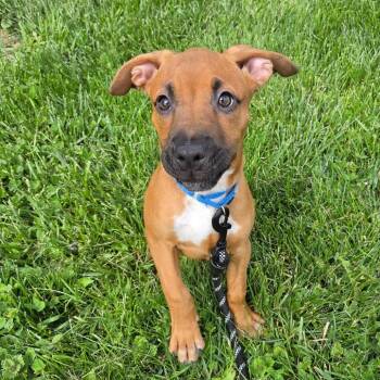 American Staffordshire Terrier and Mixed Breed Dogs Available for Adoption in Zanesville, Ohio - Georgia | PetCurious