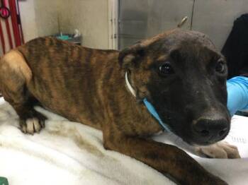 Cane Corso and Mixed Breed Dogs Available for Adoption in Riverside, California - JAYLEEN | PetCurious