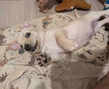 Baker - Annette -  Chihuahua Dog for Adoption in Lakeland, Florida - Baker - Annette | PetCurious