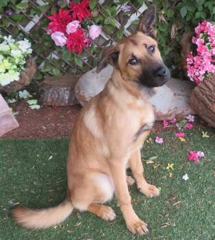 BUDDY -  German Shepherd Dog and Mixed Breed Dog for Adoption in Oklahoma City, Oklahoma - BUDDY | PetCurious