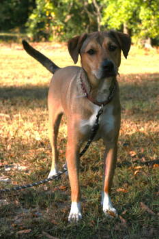 Rescue German Shepherd Dog and Rhodesian Ridgeback Dogs for Adoption in Attalla, Alabama - Nora | PetCurious