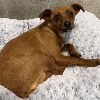 Becky Slater -  Terrier and Mixed Breed Dog for Adoption in Los Angeles, California - Becky Slater | PetCurious