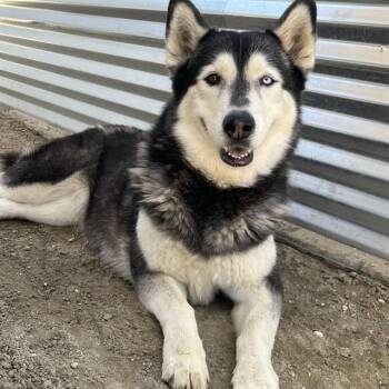 Husky Dogs Available for Adoption in Thousand Palms, California - BELLITA | PetCurious