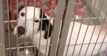 Mixed Breed Dogs Available for Adoption - Spark | PetCurious