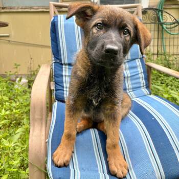 Myrta #460.26 -  German Shepherd Dog and Belgian Shepherd Malinois Dog for Adoption in Kerrville, Texas - Myrta #460.26 | PetCurious
