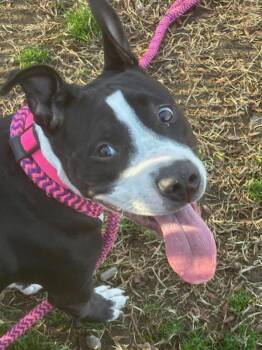 Rescue Pit Bull Terrier Dogs for Adoption in Kennewick, Washington - Domino | PetCurious