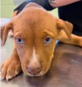 Cinderella -  Shepherd and Mixed Breed Dog for Adoption in Kansas City, Missouri - Cinderella | PetCurious