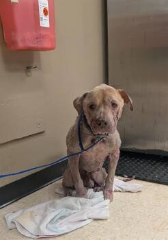 SLIM -  Pit Bull Terrier and Mixed Breed Dog for Adoption in Conroe, Texas - SLIM | PetCurious