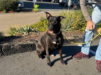 Sora -  Black Labrador Retriever Dog for Adoption in Carlsbad, California - Sora | PetCurious