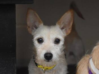 Alfonso -  Terrier and Chihuahua Dog for Adoption in Portland, Oregon - Alfonso | PetCurious