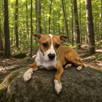 Lyla -  Terrier Dog for Adoption in Cary, North Carolina - Lyla | PetCurious