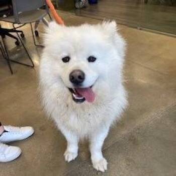 Samoyed Dogs Available for Adoption - Snow | PetCurious
