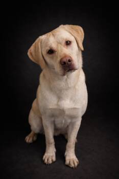 Yellow Labrador Retriever Dogs Available for Adoption - Kreuger | PetCurious