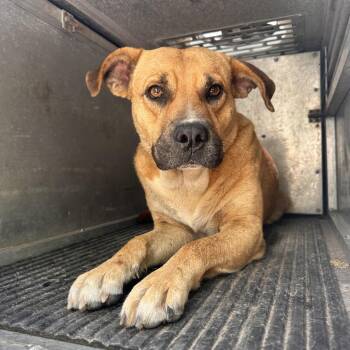 Pit Bull Terrier Dogs Available for Adoption in Edinburg, Texas - Moses | PetCurious
