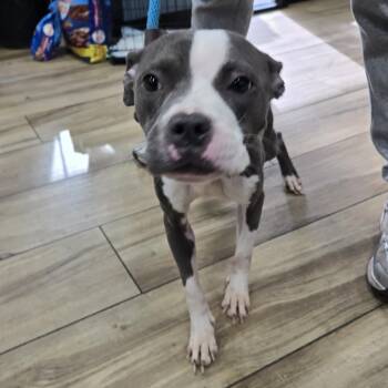 Rescue Pit Bull Terrier Dogs for Adoption in Newark, New Jersey - Kroma | PetCurious
