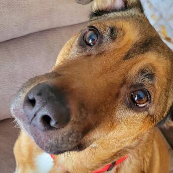 Rescue Shepherd and Hound Dogs for Adoption in Fairfax Station, Virginia - Koda | PetCurious