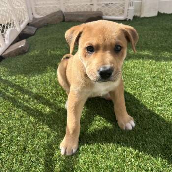 Pit Bull Terrier and Labrador Retriever Dogs Available for Adoption - Sunny | PetCurious