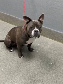 HAPPY -  American Bulldog Dog for Adoption in Las Vegas, Nevada - HAPPY | PetCurious